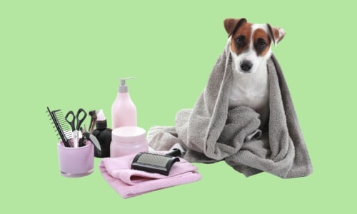 Dog grooming best sale supplies websites