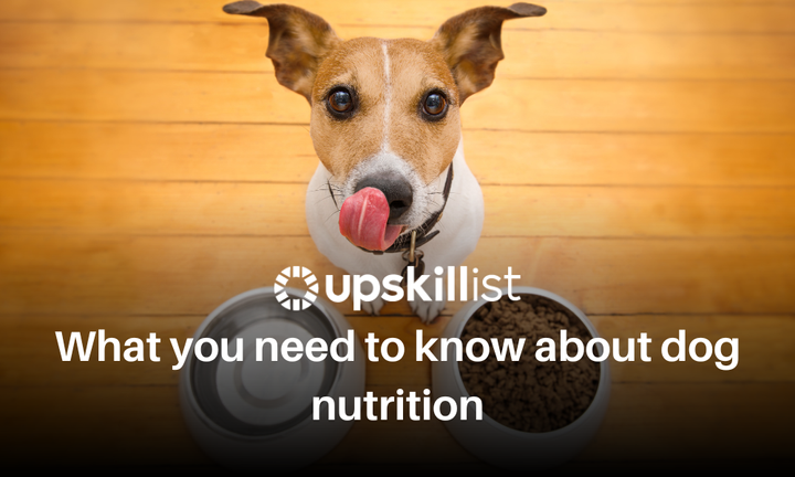 What You Need To Know About Dog Nutrition?